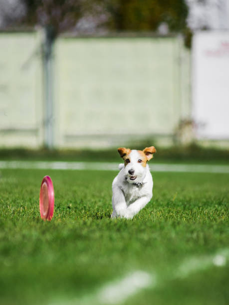 istock jack russel terrier running for rolling disk, dog sport competition 1392908669