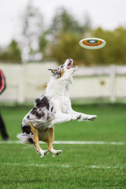 istock excited australian shepherd jumping high catching flying disk 1392908704