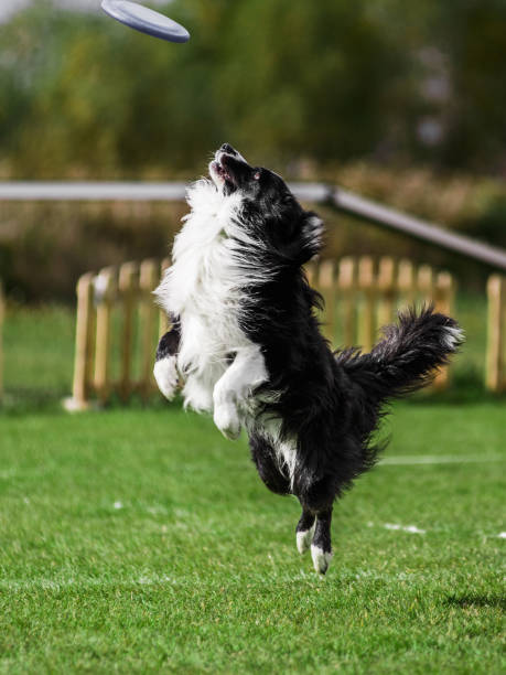 istock border collie jumping catching flying disk, dog sport competition 1392908711