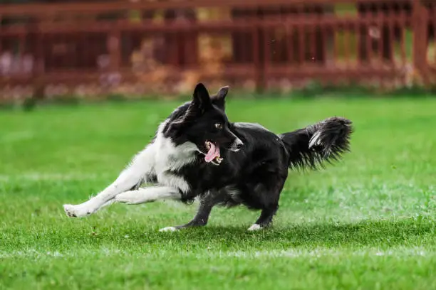 border collie running for rolling flying disk trying to catch it, open mouth, summer outdoors dog sport competition