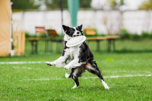 istock border collie catching flying disk, summer outdoors dog sport competition 1392908724