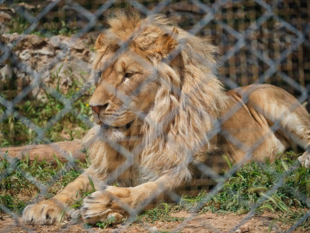 istock Portrait of a beautiful lion 1392908730