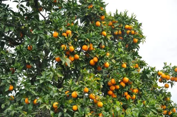 Orange tree near the Douro in Portugal