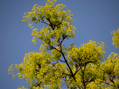 Yellow mimosa flowers on a tree during the spring