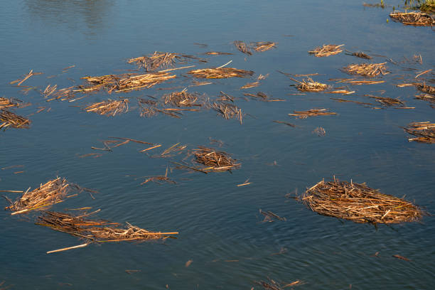 palha e grama seca flutuam na superfície da água do lago no vale planinsko polje, eslovênia - planinsko polje - fotografias e filmes do acervo