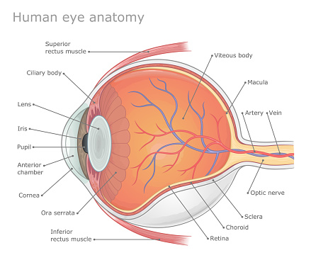 Human eye anatomy labeled medical vector illustration.