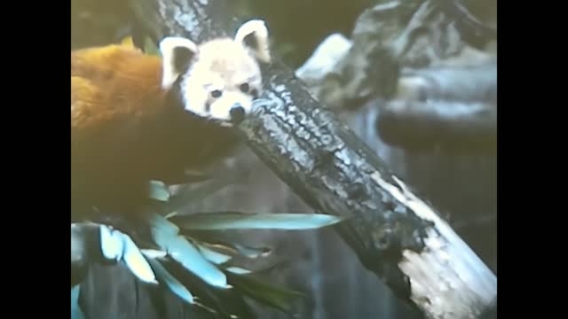 red panda on a tree 70s