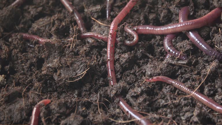 Earthworm crawling on the dirt