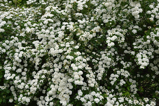 Spiraea thunbergii blooming bush. White flowers background. Shrub branches in white blossom. Beautiful summer nature.