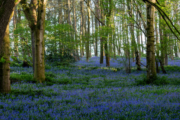 istock A Bluebell Wood on a Sunny Spring Day 1392913131