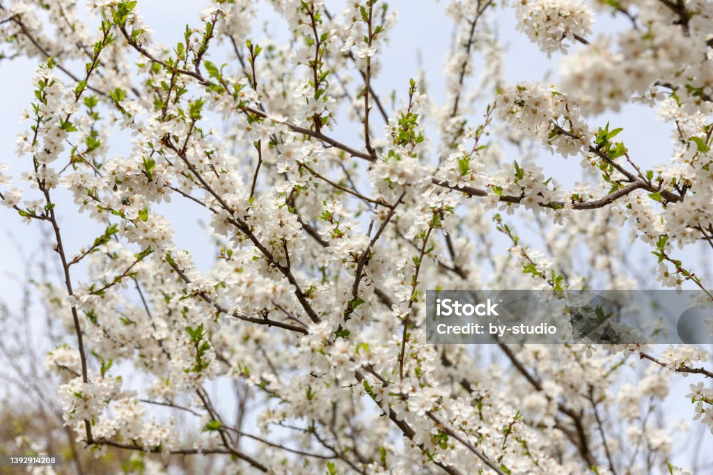 Weisse Kirschblüten als Hintergrund White cherry blossoms as background Backgrounds Stock Photo