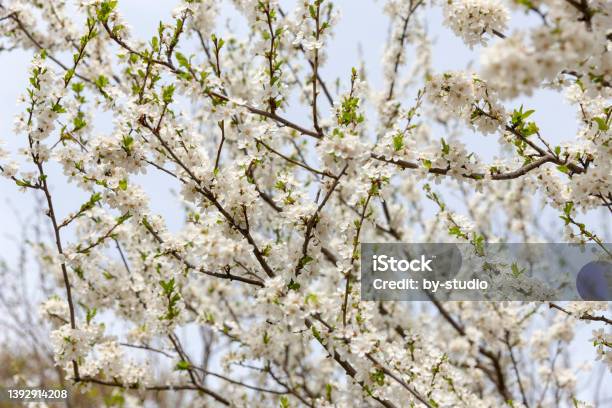 Weisse Kirschblüten Als Hintergrund Stock Photo - Download Image Now - Backgrounds, Blossom, Branch - Plant Part