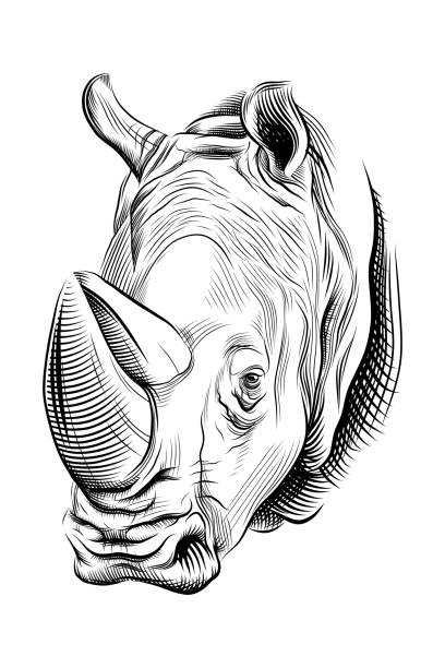 Rhino portrait black engraving isolated on white background. Vector illustration
