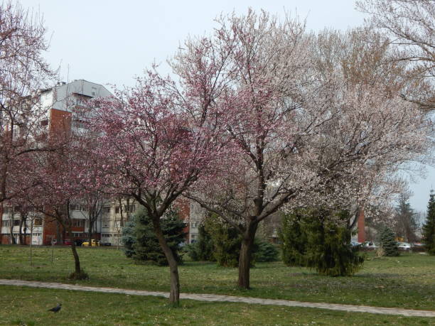 istock Cherry blossom in the city park 1392916130