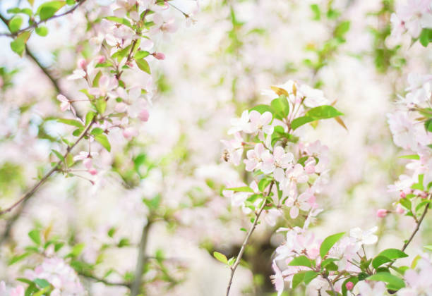 istock pink begonia flowers blooming in spring 1392916298
