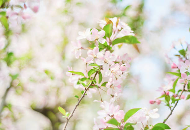 istock pink begonia flowers blooming in spring 1392916348