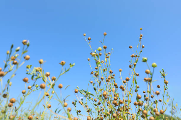 Beautiful flax plants with dry capsules against blue sky, low angle view