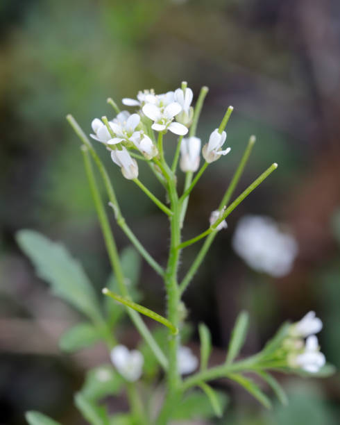 ターレ クレス (シロイヌナズナ) - arabidopsis thaliana ストックフォトと画像