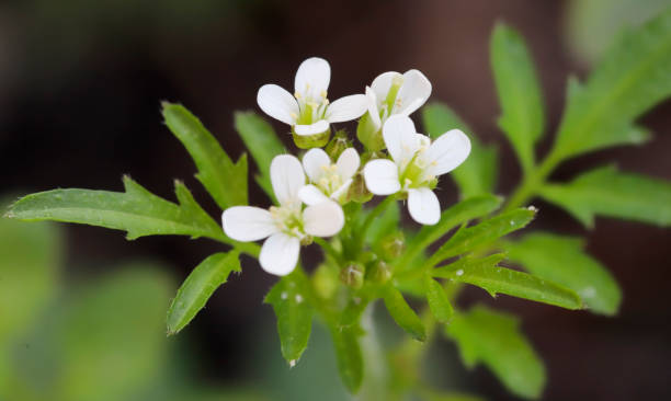 berro de thale (thaliana de arabidopsis) - cress fotografías e imágenes de stock