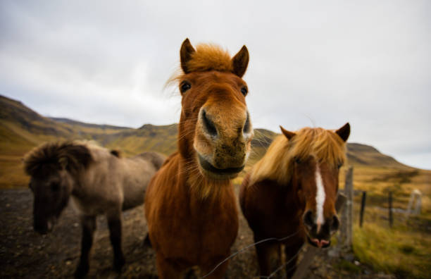 istock Icelandic horse on backyard 1392916753