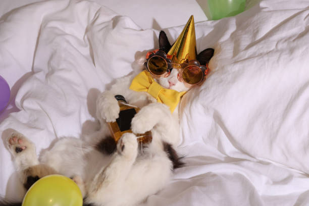 lindo gato con sombrero de cumpleaños y pajarita con botella de whisky en la cama. resaca después de la fiesta - brandy balloon fotografías e imágenes de stock