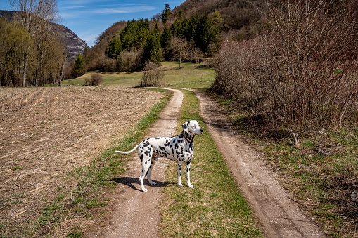 dalmatian dog playing on meadow