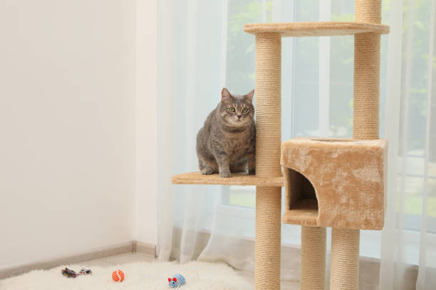 istock Cute pet on cat tree at home, space for text 1392916829