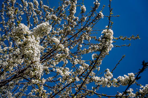 Cherry flower and blue sky