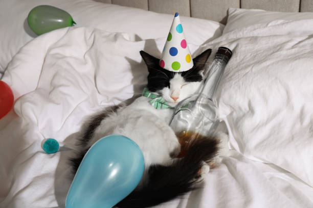 lindo gato con sombrero de cumpleaños y pajarita con botella de whisky en la cama. resaca después de la fiesta - brandy balloon fotografías e imágenes de stock