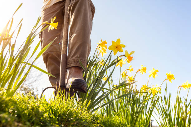 Gardener digging out weeds with pitchfork in the garden Gardener digging out weeds with pitchfork in the garden or allotment garden accessories stock pictures, royalty-free photos & images