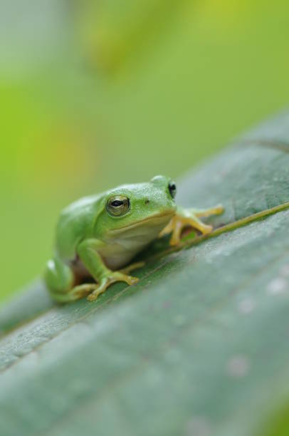 istock Zhangixalus schlegelii 1392917730
