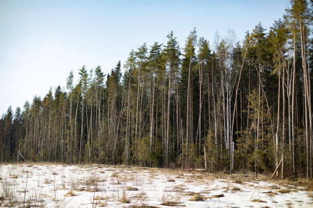 Edge of Forest. Coniferous forest in spring. Green trees. Forest residues after felling.