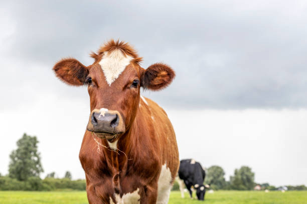 portrait de vache, un mignon et jeune bovin rouge, avec un éclat blanc et un nez noir et une expression amicale - vache photos et images de collection
