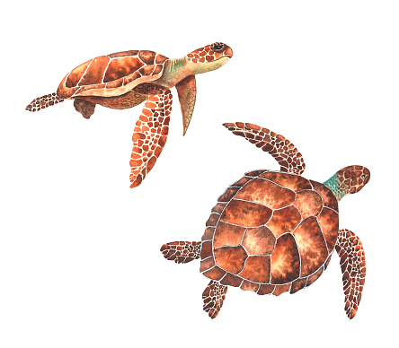 Watercolor sea turtles on a white background. Underwater illustration, sea life.