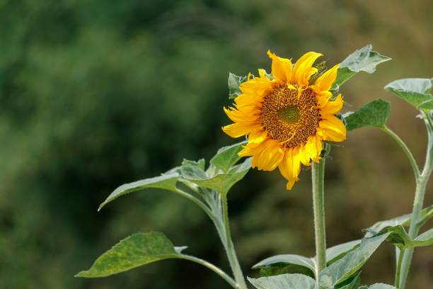 istock Beauty yellow flowers 1392919484