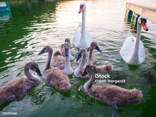 Swan Family With Cygnets On A Lake Stock Photo - Download Image Now - Cygnet, Gray Color, Swan