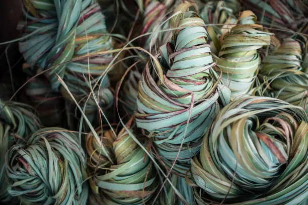 Photo of A tied up bundles of Wild sugarcane kans grass, Saccharum spontaneum. Himalayan region of North India. It is a perennial grass, growing up to three meters in height, with spreading rhizomatous roots.