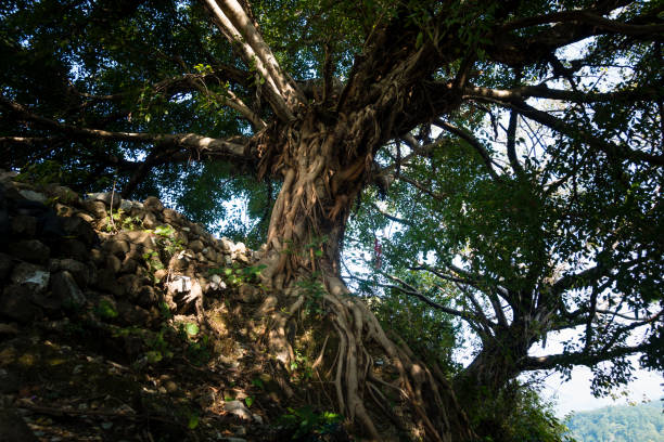 A large trunk of Fig tree inside a temple courtyard in India. Also called peepal or the bodhi tree.