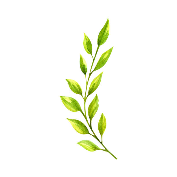 istock Watercolor illustration, isolated branch, lush greenery, yellow, bright foliage, fresh grass 1392922647