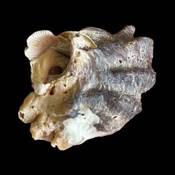 istock Single Seashell isolated on Black Background, Close up Shot of Seashell over black background 1392923749