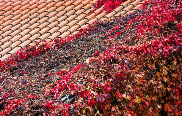 ivy on a tiled roof on a sunny day