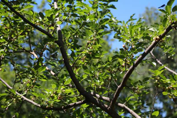 istock Mulberry tree in Croatia 1392927163