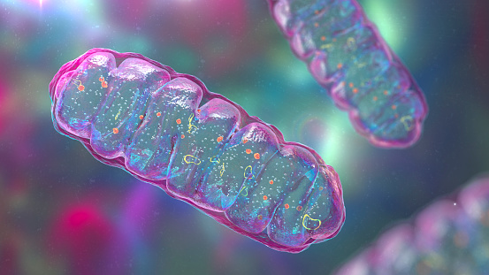Mitocondrias, orgánulos celulares encerrados en membrana, que producen energía photo