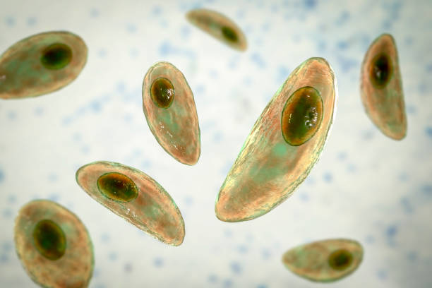 Parasitic protozoans Toxoplasma gondii Parasitic protozoans Toxoplasma gondii, the causative agent of toxoplasmosis in tachyzoite stage, 3D illustration protozoan stock pictures, royalty-free photos & images