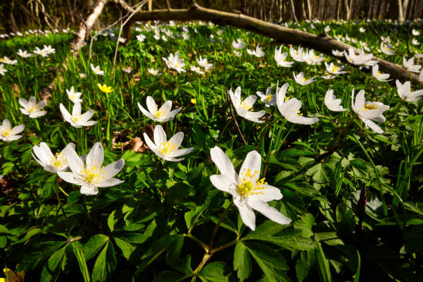 istock Forest floor with trees and anemone 1392928100