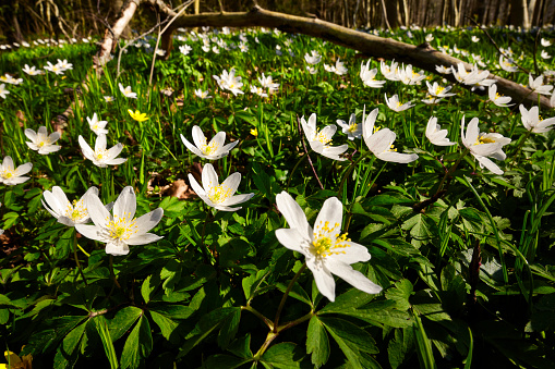 Springtime in the forest with carpet of anemones.