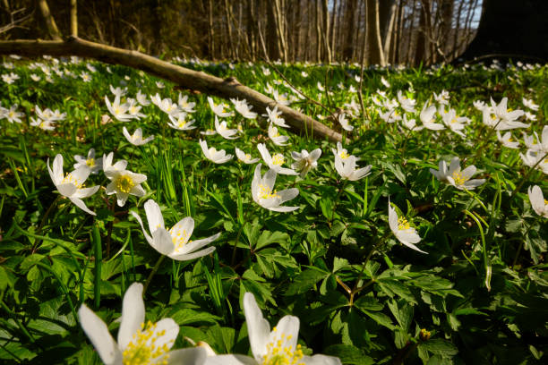 istock Forest floor with trees and anemone 1392928172