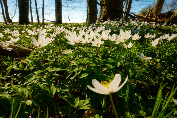 istock Forest floor with trees and anemone 1392928189
