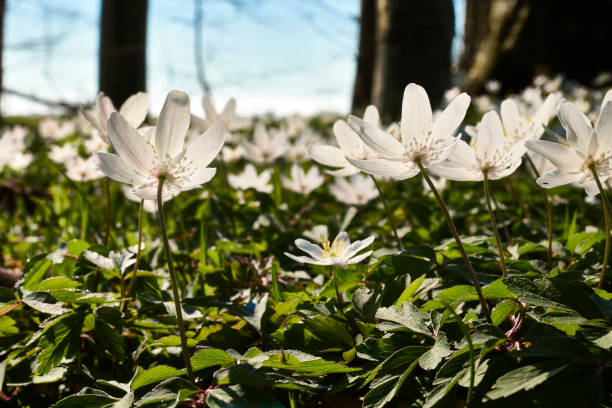 istock Forest floor with trees and anemone 1392928200