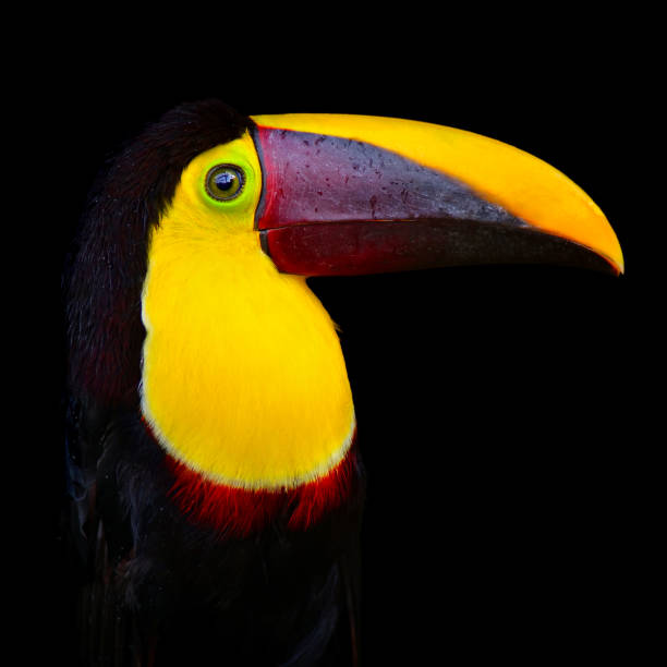 istock chestnut-mandibled toucan on black background 1392928748